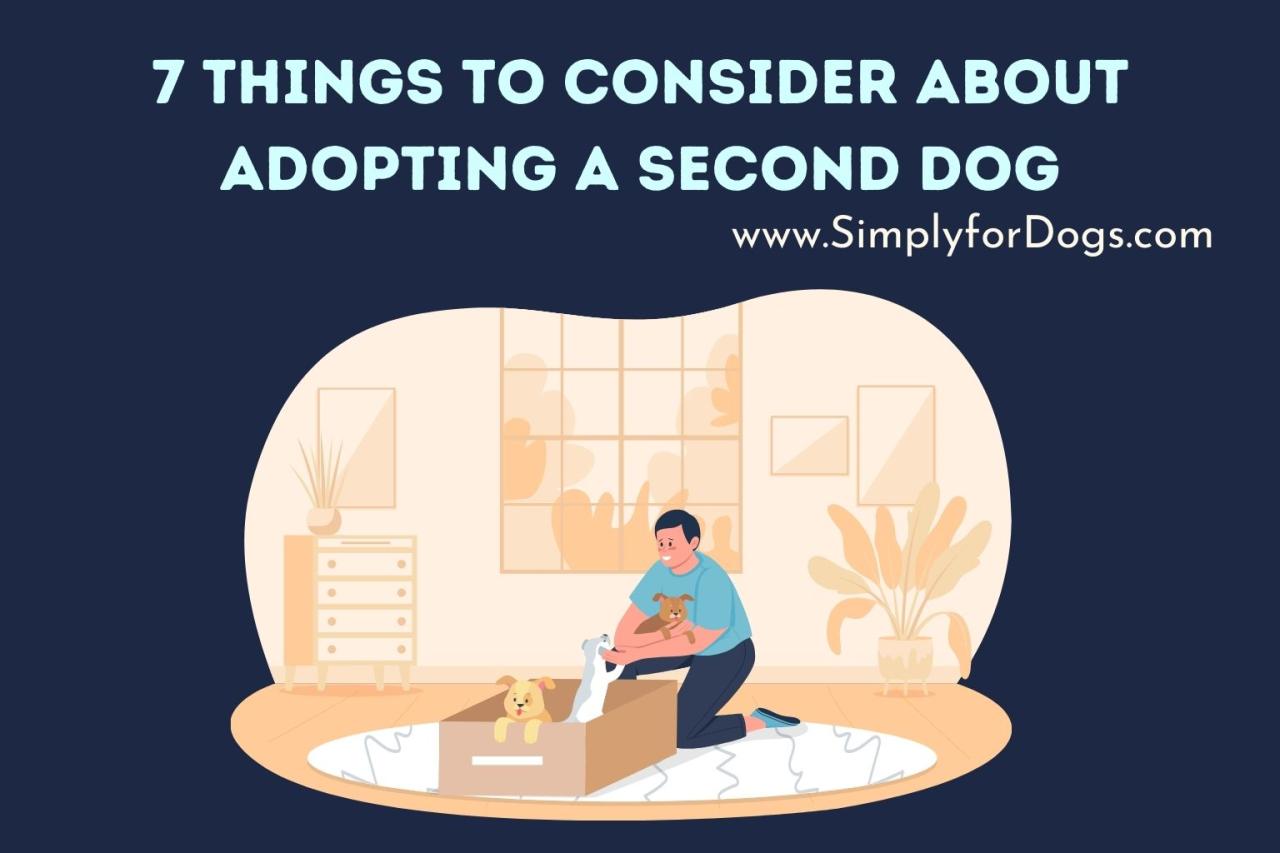What To Consider When Adopting A Second Pet