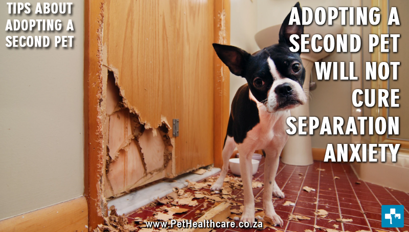 What To Consider When Adopting A Second Pet