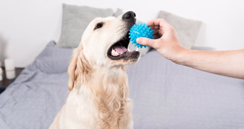 Choosing the Right Toys for your Dog – Nurture Your Pet How To Choose The Right Toys For Your Pet