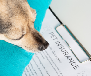 Choosing the Right Pet Insurance: What to Look For | Crossroads Mobile ... Choosing the Right Pet Insurance: What to Look For | Crossroads Mobile ...
