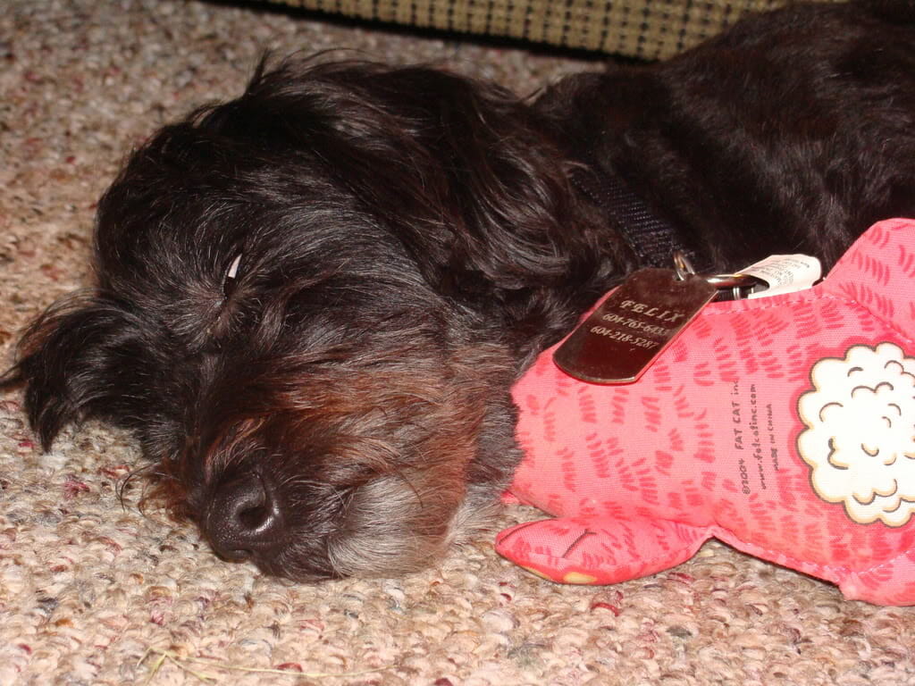 What Can I Feed My Sick Dog What Can I Feed My Sick Dog