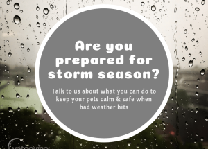 5 Tips for Keeping Your Pet Calm During Thunderstorms - Doyalson Animal ... Tips For Reducing Pet Anxiety During Thunderstorms