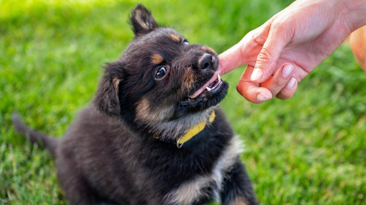 Best Ways To Train My Puppy Not To Bite