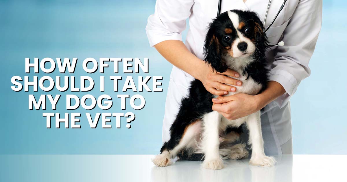 How Often Should I Take My Dog To The Vet? - Dogs Naturally
