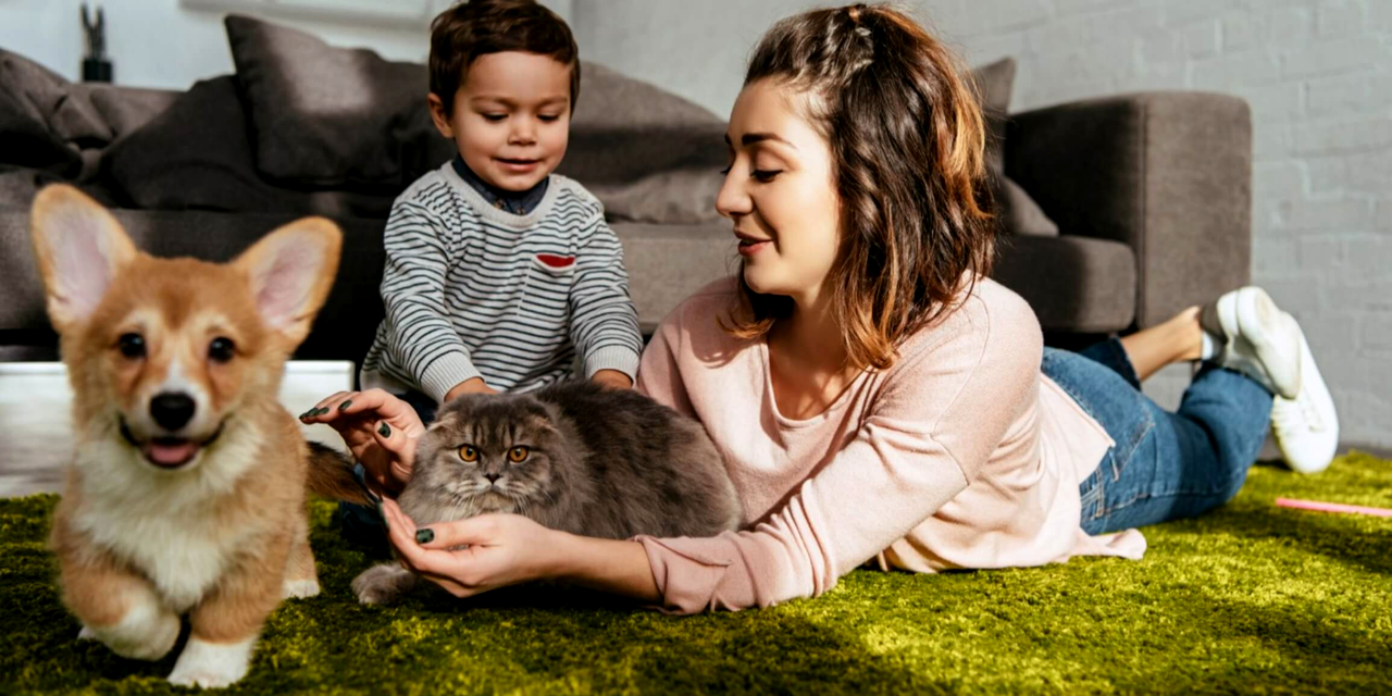 How to Introduce Your New Pet to Your Other Pet Best Practices For Introducing A New Pet To Existing Pets