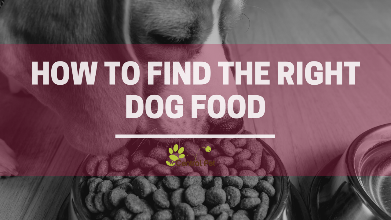 How To Choose The Best Pet Food For Dogs