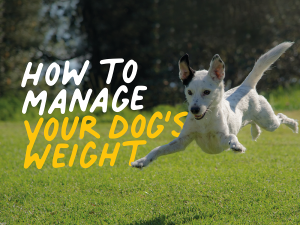 How to manage your dog's weight – Caboodle How To Manage My Pet's Weight Effectively