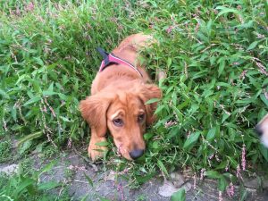 Natural Remedies for Seasonal Allergies in Dogs