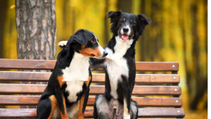 Thinking About Adopting a Second Pet? Here’s What You Should Know First ...