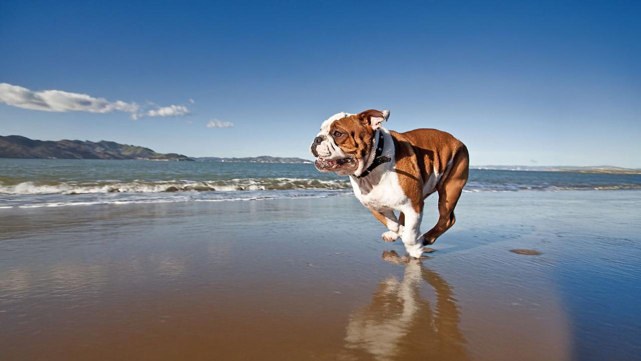 How to Effectively Manage Your Dog’s Weight | PetSmart How to Effectively Manage Your Dog’s Weight | PetSmart