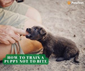 How to Teach a Puppy Not to Bite? - puppy schedule Best Ways To Train My Puppy Not To Bite