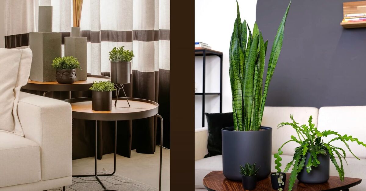8 Top Tips for Decorating With Plants in Your Home | Redesign 8 Top Tips for Decorating With Plants in Your Home | Redesign