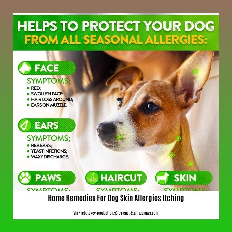 Home Remedies for Dog Skin Allergies Itching: Natural Relief for Canine ... Best Natural Remedies For Pet Allergies In Dogs