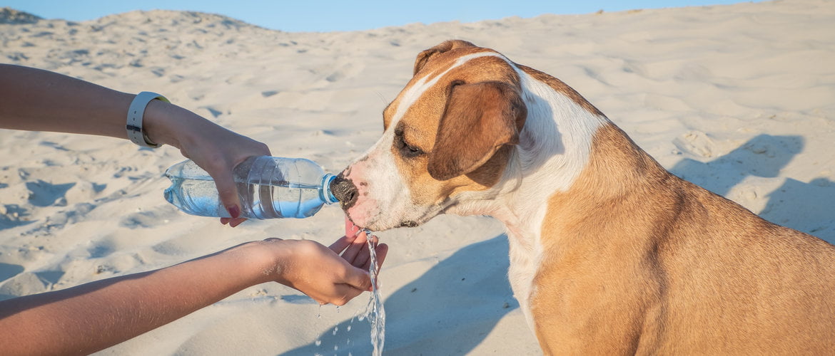 Tips For Keeping My Pet Hydrated During Summer