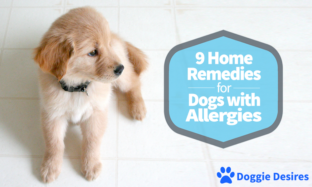 Home Remedies for Dogs With Allergies Best Natural Remedies For Pet Allergies In Dogs