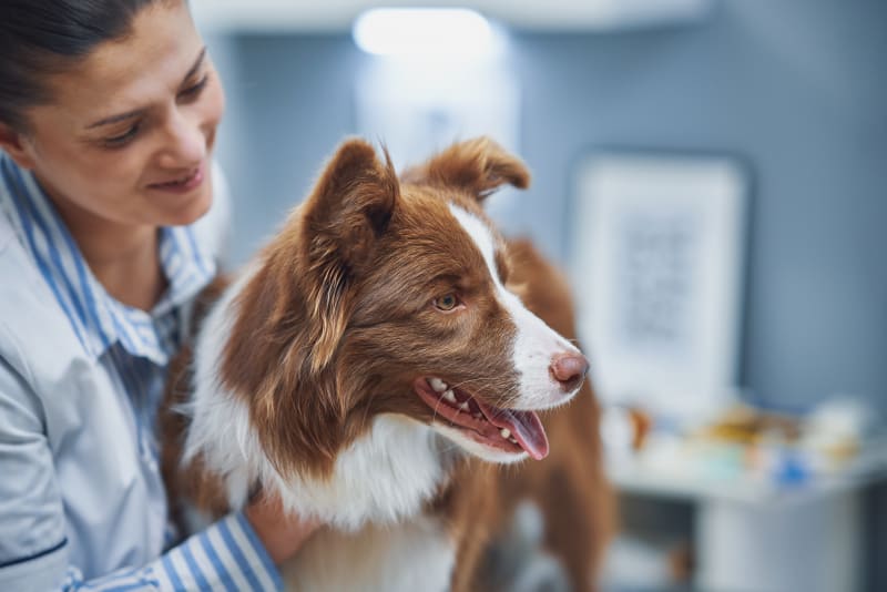 Signs Your Pet Needs Emergency Vet Care | Brentwood Vets Signs That Indicate My Pet Needs To See A Vet