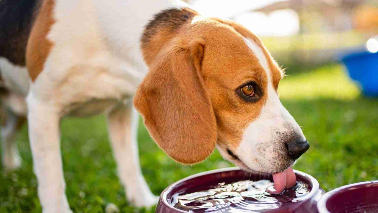What to Feed Your Dog When It's Sick | Pet Health CareFood for Sick Dogs What To Feed A Sick Dog To Aid Recovery