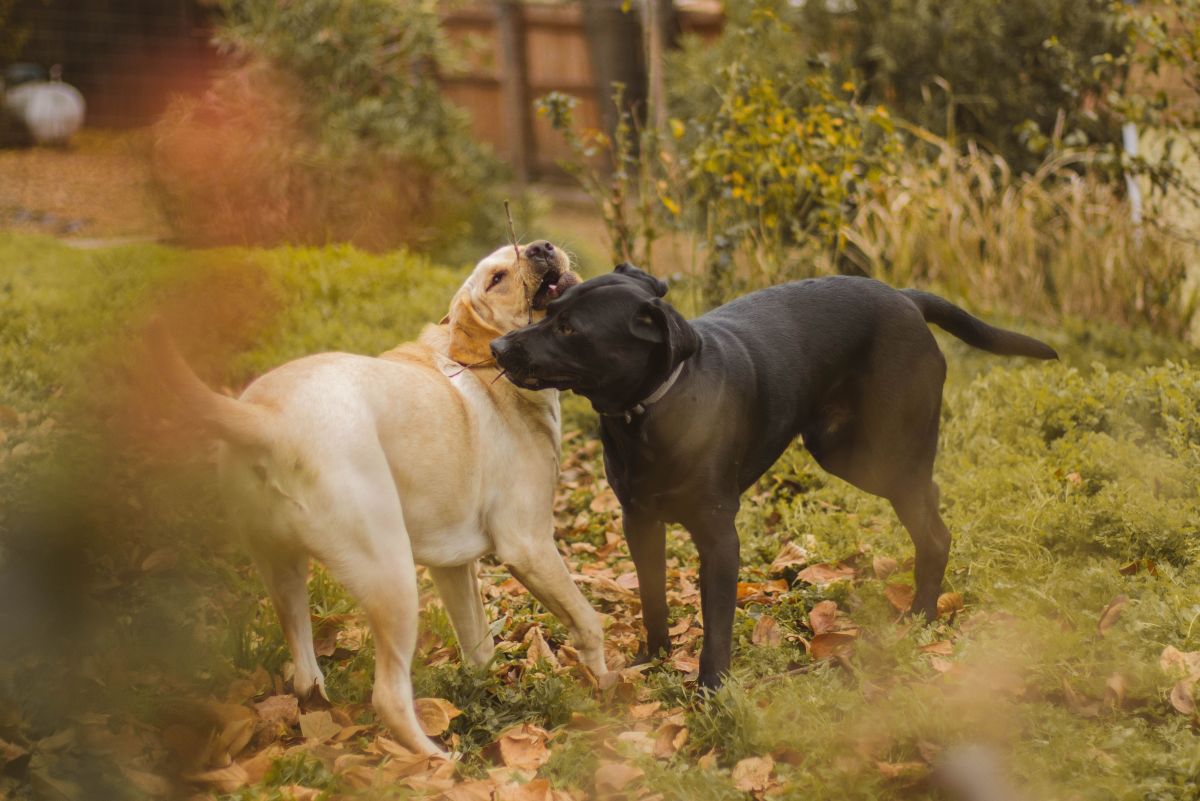 How to Introduce a New Pet to Your Current Pets - 2 Paws Up Inc. | Pet ... Best Practices For Introducing A New Pet To Existing Pets