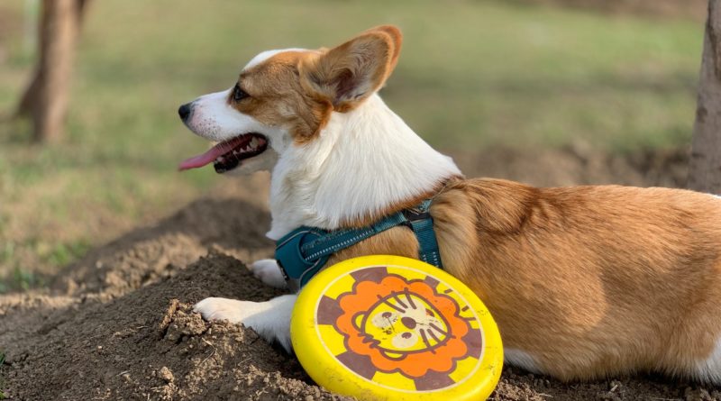 6 Ways To Choose The Right Toys For Your Dog - Our Beautiful Planet How To Choose The Right Toys For Your Pet
